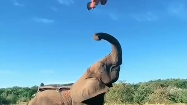 Brave Elephant.