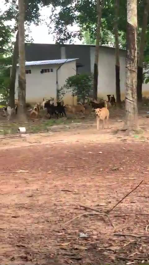 Dogs fight like in a gangster movie