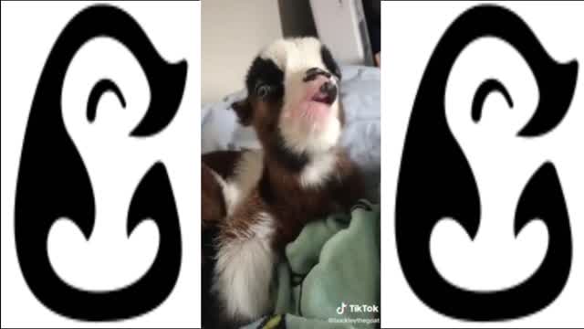 BEST OF SCREAMING GOATS - FUNNY GOATS FOUND ON TIKTOK COMPILATION