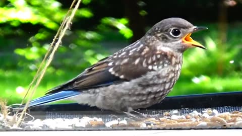 Bluebirds Feeding