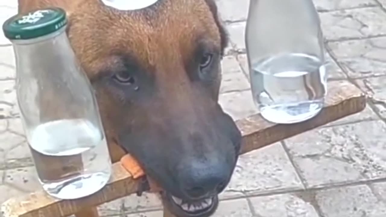 Funny Videos