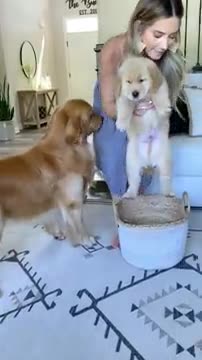 My Dog Meets His Son