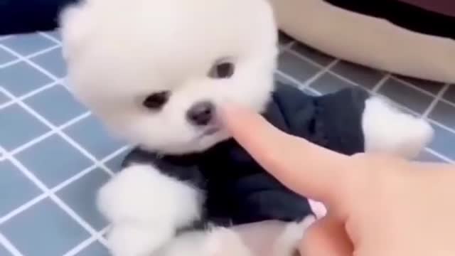 Cute puppy