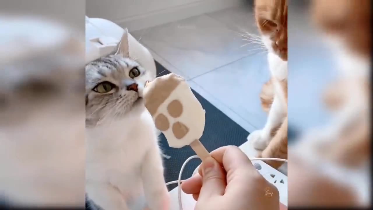 Playing on cat toy cute cat's funny 🤣 cute