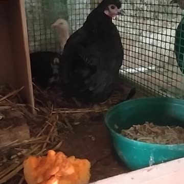 Little black Dorothy