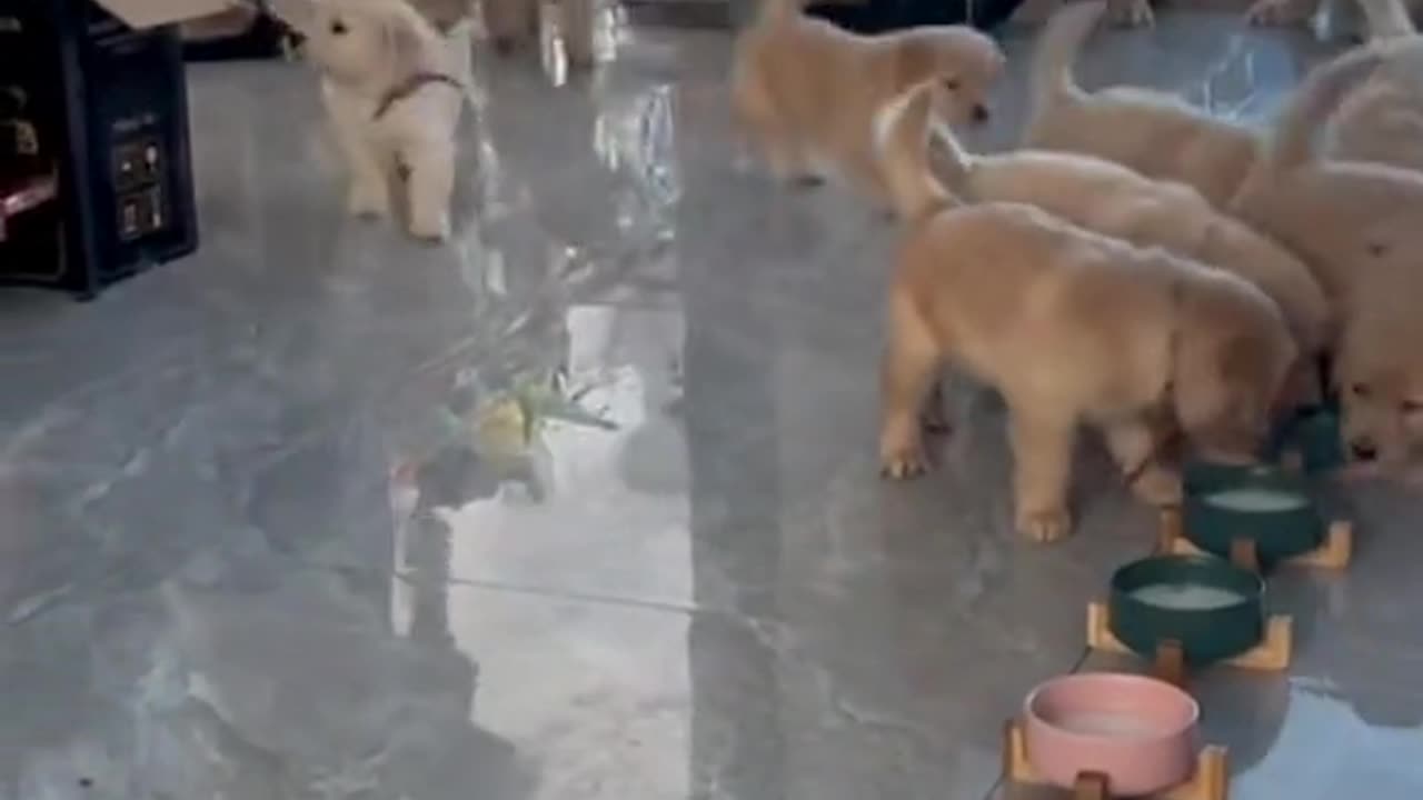 Cute dog baby's eating time