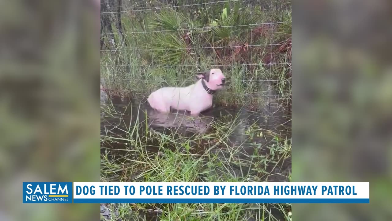 Dog Tied To Pole Rescued By Florida Highway Patrol Hours Before Milton Made Landfall