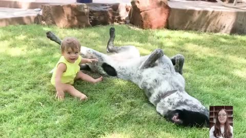 Funny baby and Dogs video