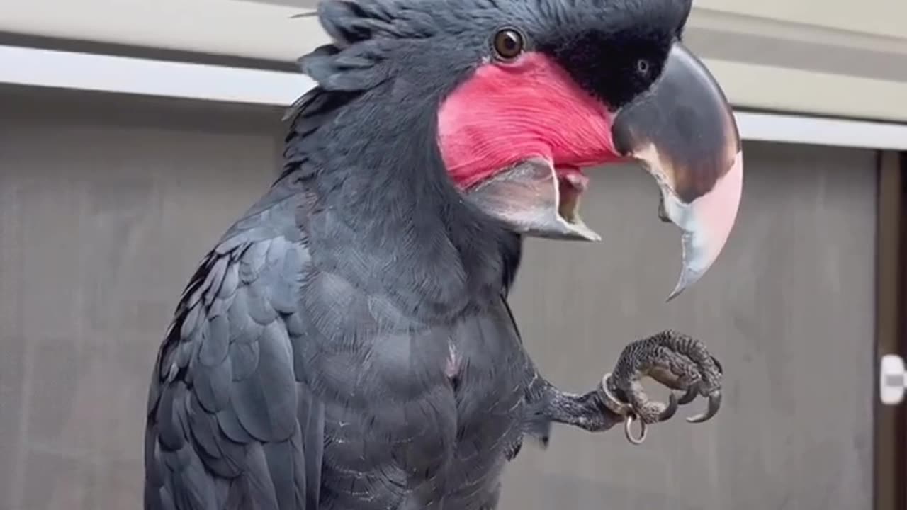 Amazing bird trending video