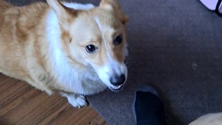 Corgi times 2