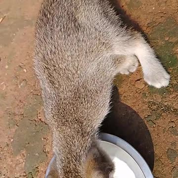 Cat 😸😸😸 beautiful cat