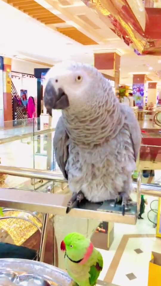 Most Beautiful Parrots Entertainment Video