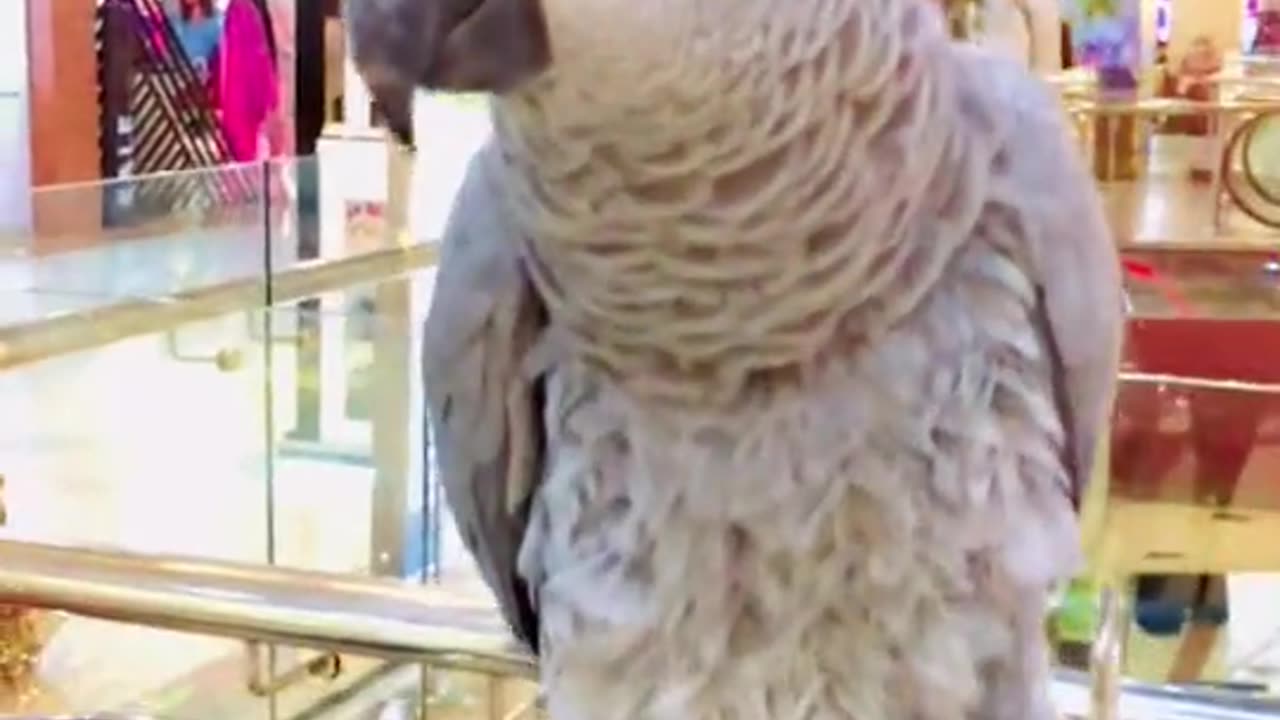 Most Beautiful Parrots Entertainment Video