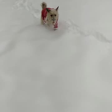 Luna in the snow