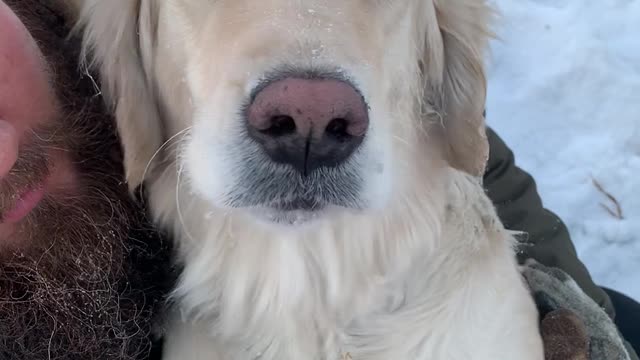 Labrador Shivers in Owner's Arms