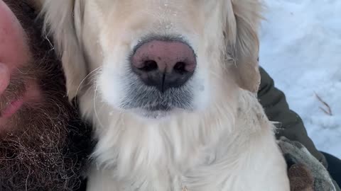 Labrador Shivers in Owner's Arms