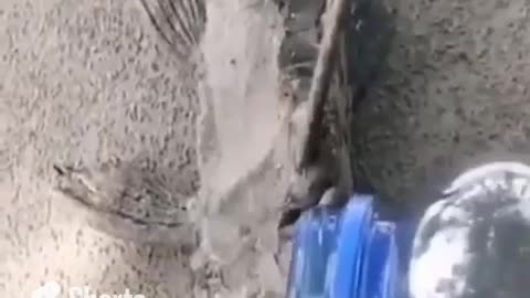 Water Revived A Dried Fish #shorts #shortvideo #video #virals #videoviral