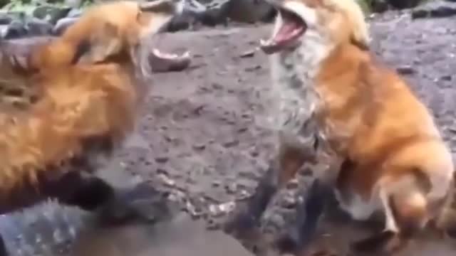 Funny Animals Video - 2022