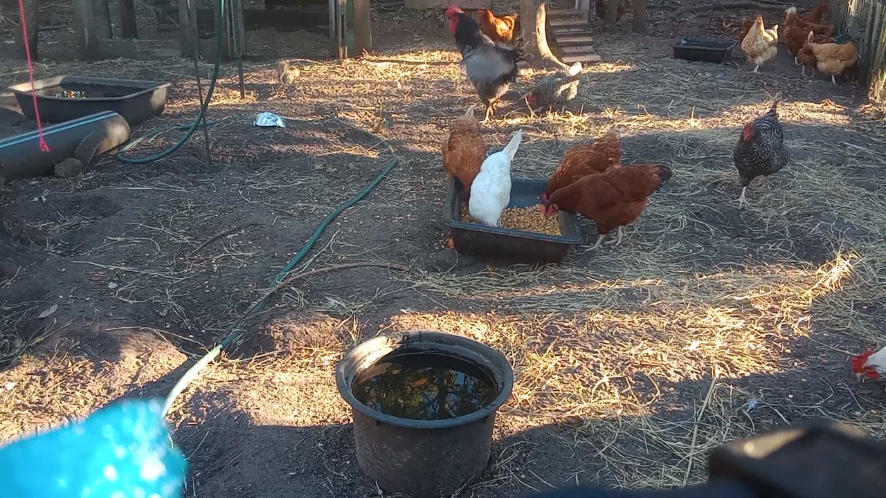 Chicken Chores & My Broody Buff Orpington Killed