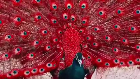 Amazing Peacock 🦚🦚🦚🦚🦚🦚🦚🦚🦚