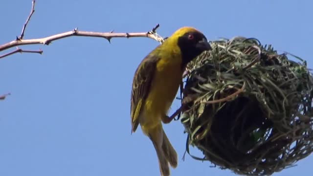 Weaver Bird builds a nest in a day hanging it in a tree