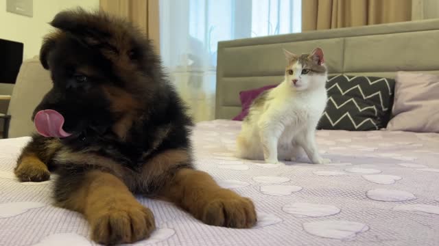 Funny Cat Reaction to New German Shepherd Puppy