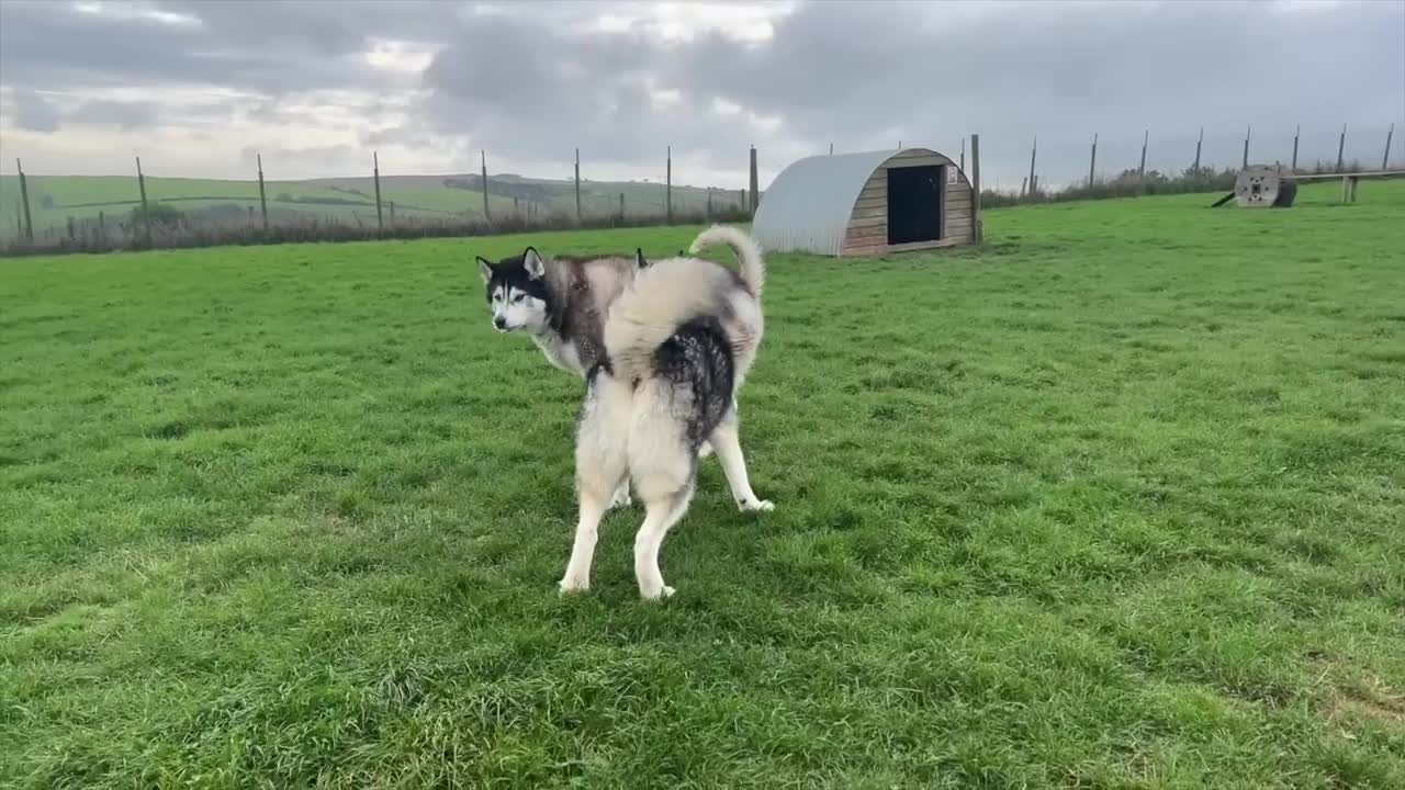 Husky’s Best Friend Refuses To Come Inside Until He Tells Him To!