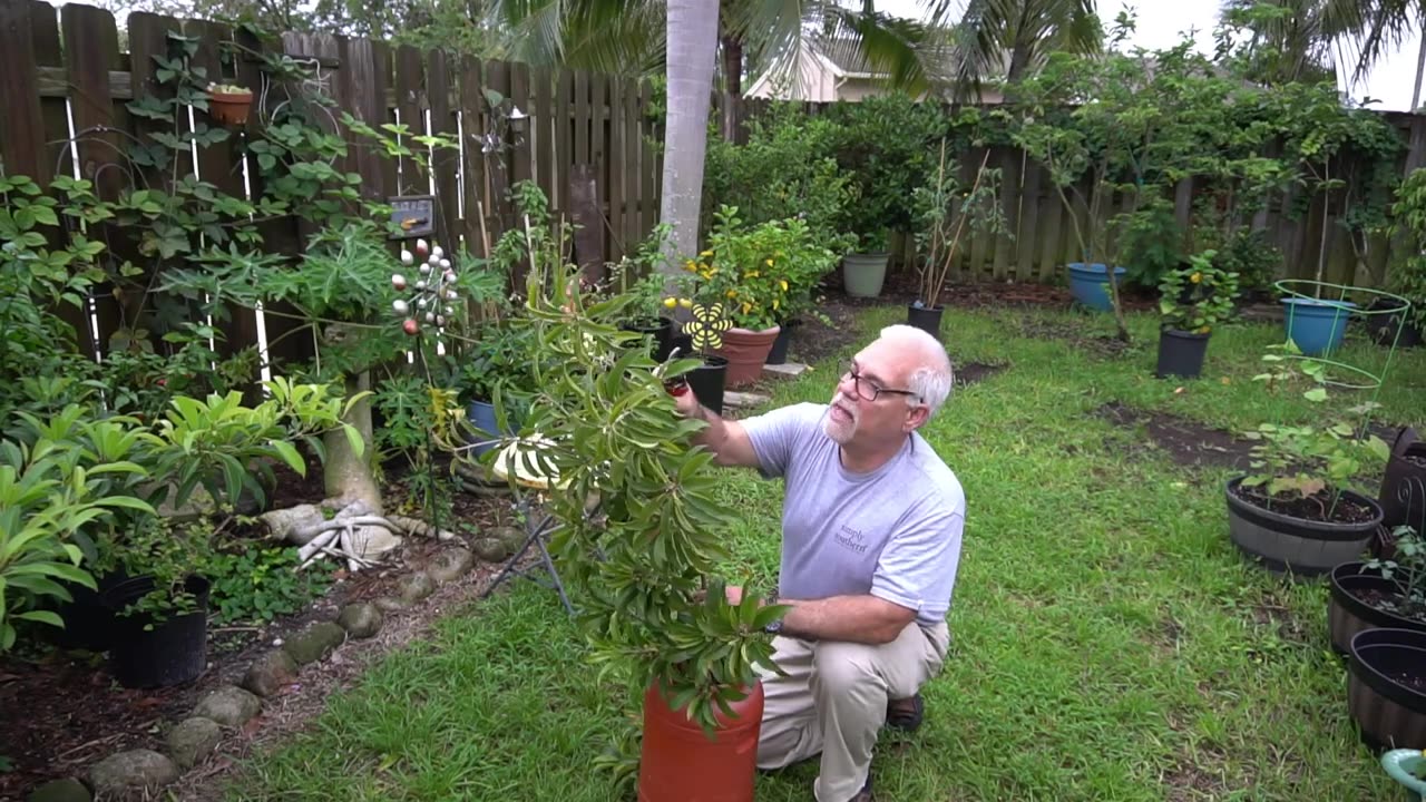 Dwarf Sapodilla AirLayer Silas Woods