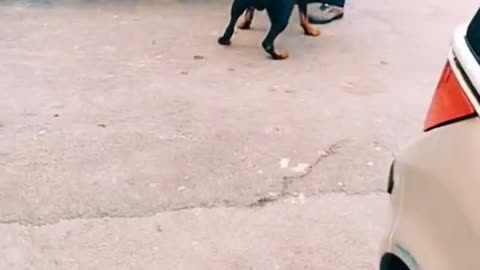 The smart doggy
