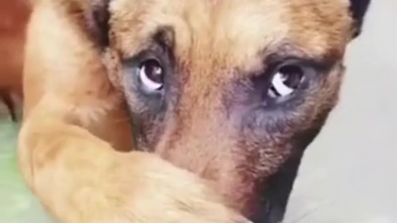 A FUNNY DOG CAN SMELL HIS OWNER'S FEET WATCH, A SHORT VIDEO