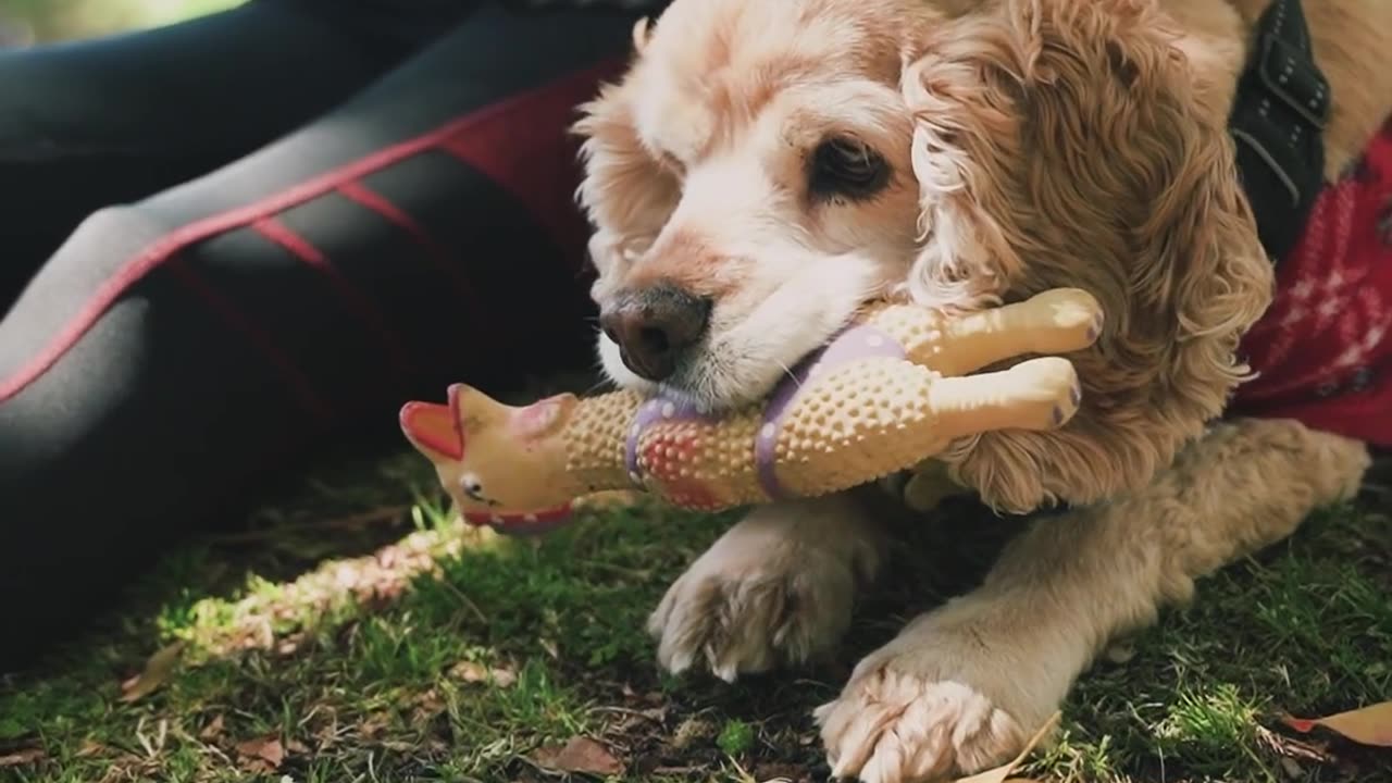 Lovely dog