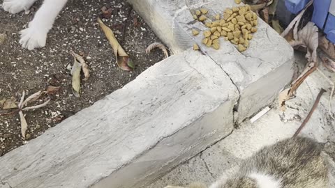 The Capital of Cats - Istanbul, Turkey