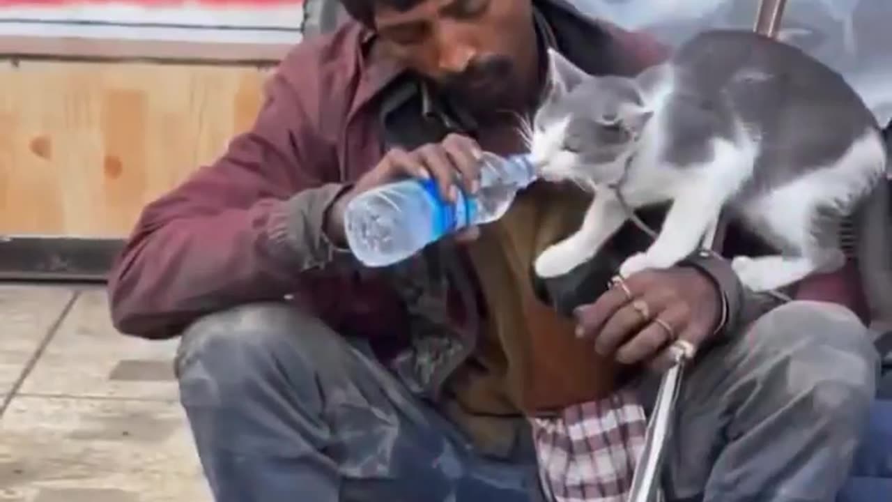 Thirsty Cat Drinking Water From Stranger