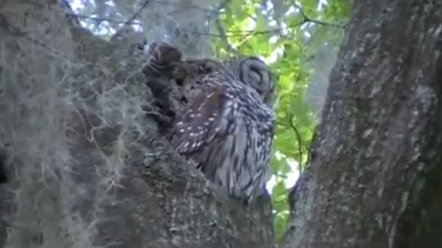 Owl Voice Sound Effects | sound of owl | Latest Nature Video Full HD