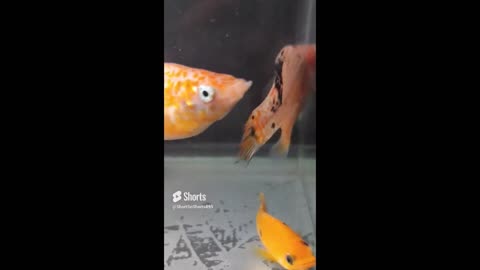 Beautiful Orange Mollies