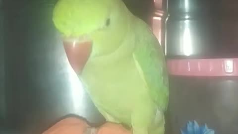 |🥰My cute baby parrot mitti 🦜 |