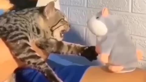 Funny animals video