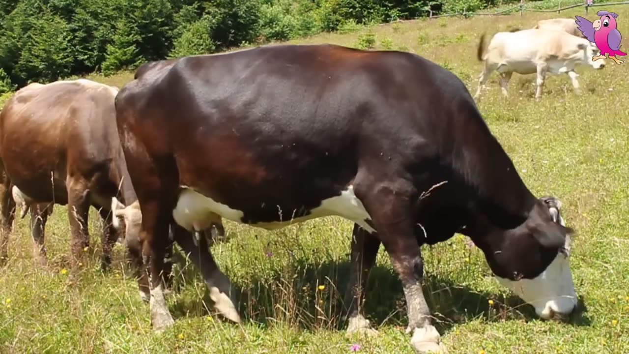 Cows