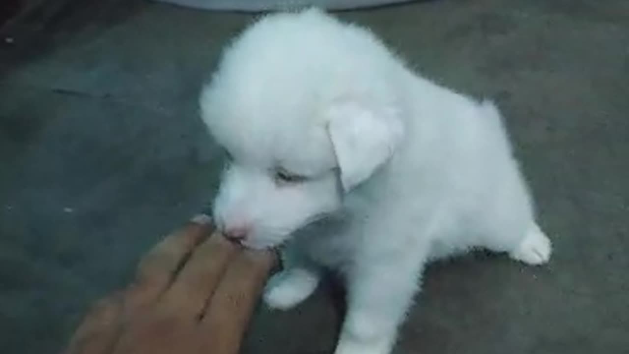 Cute baby puppies