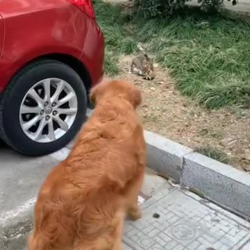 Best Funniest animal videos, Funny animal videos 2022 funny animal videos 2021#shorts#short