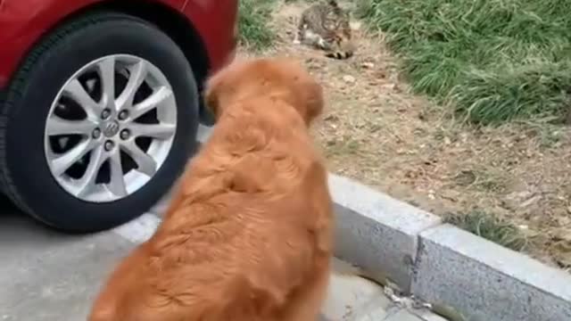 Best Funniest animal videos, Funny animal videos 2022 funny animal videos 2021#shorts#short