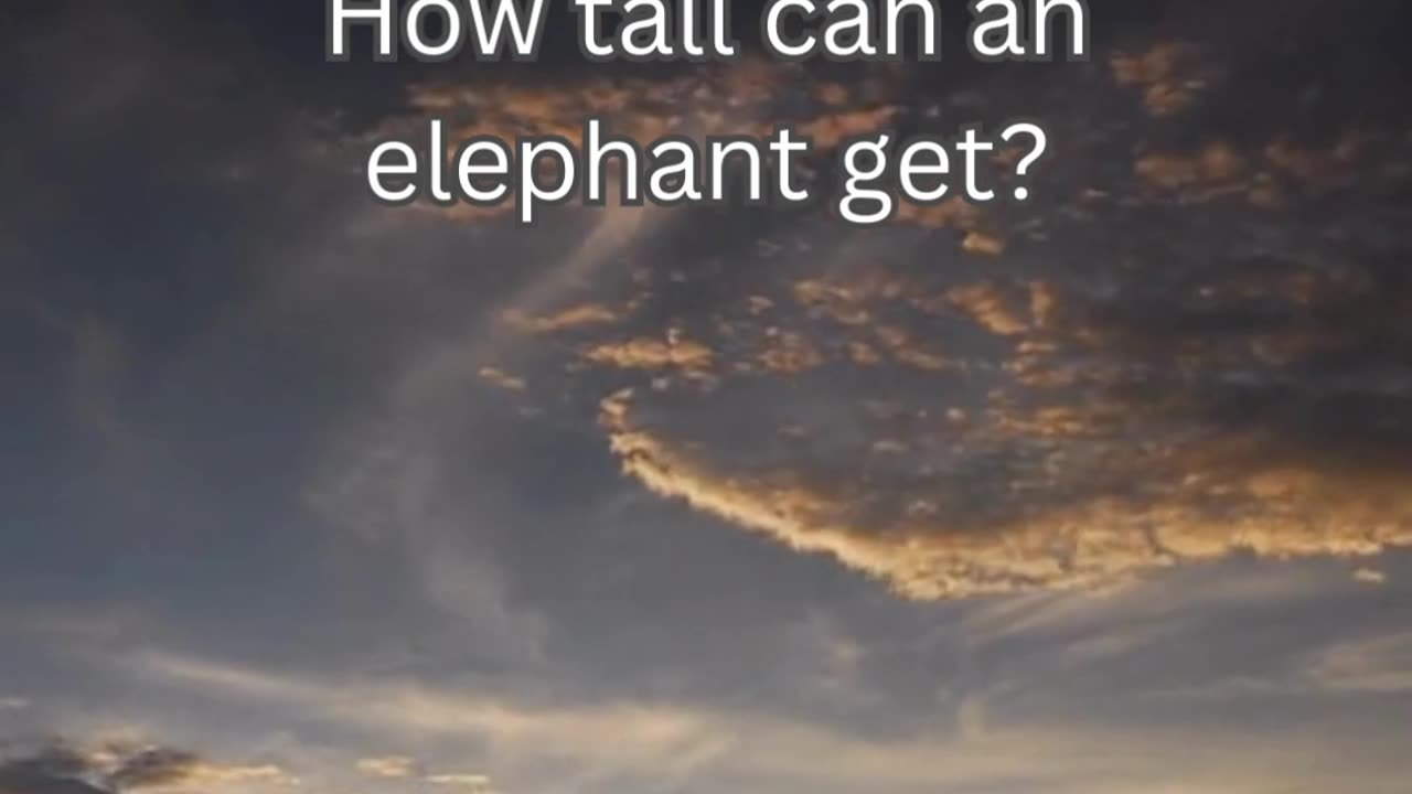 Elephant Fact 5 - How tall can an elephant get?