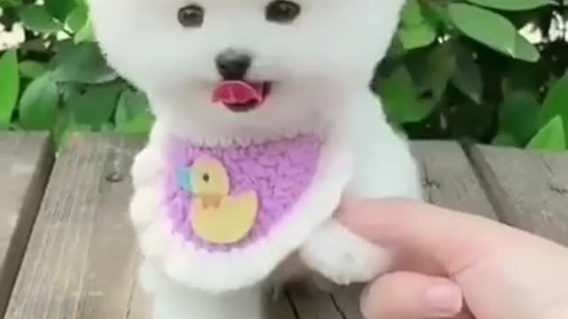 The cutest baby puppy!!