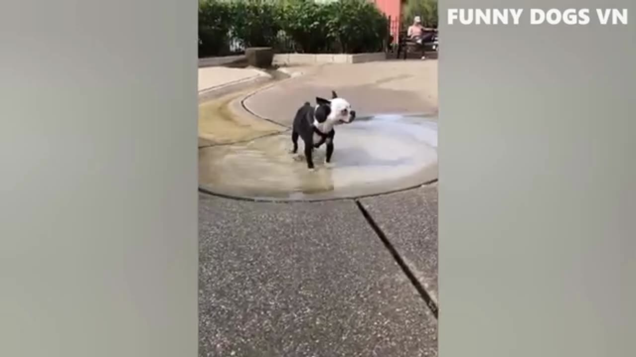 Funniest Dogs And Cats 🐱🐶 Best Funniest Animals Videos 2023 by Funny Dogs VN
