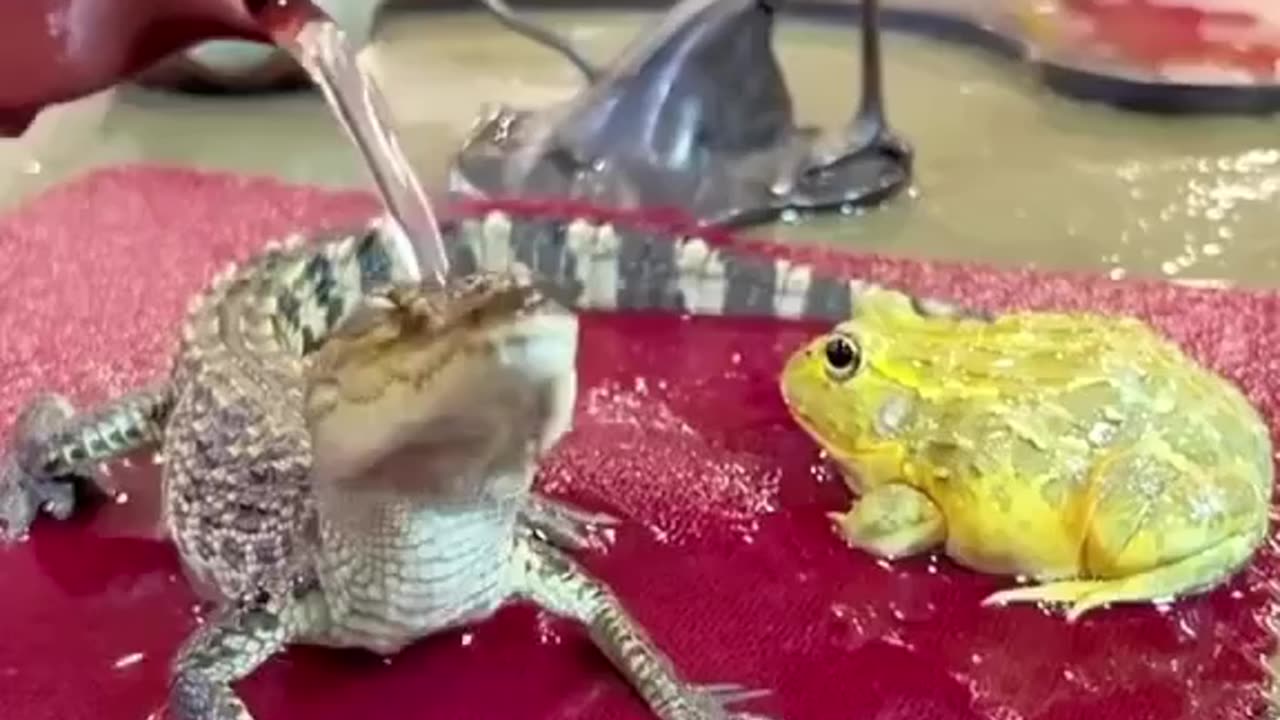 Frog and baby crocodile are watering😍😁