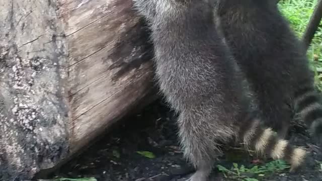 Raccoons playing under the sleigh