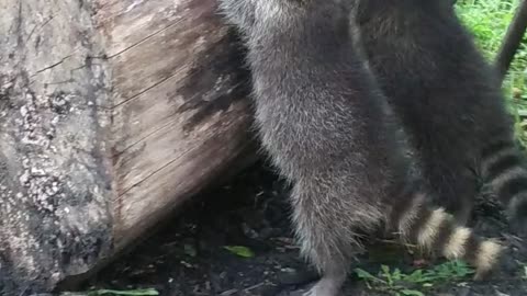 Raccoons playing under the sleigh