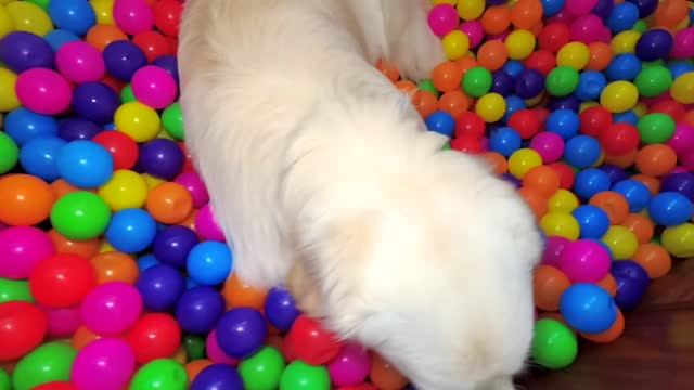 Puppy Birthday Surprise DIY Ball Pit for Funny Dog Bailey