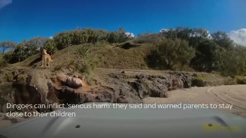 Australia_ Dingo bites sunbathing tourist in Queensland