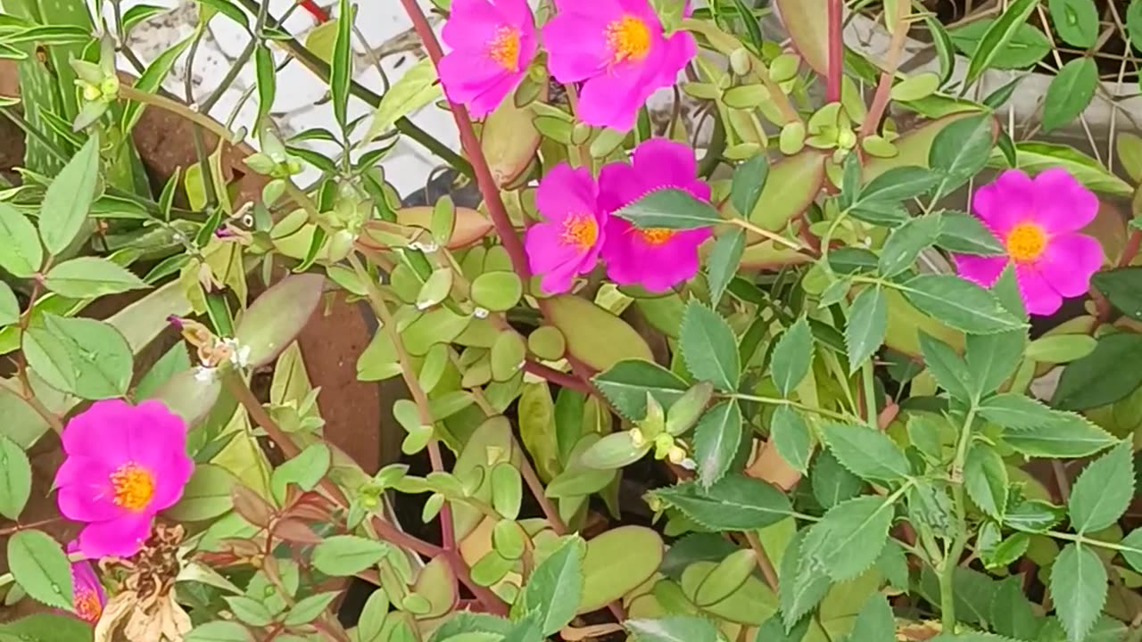 Beautiful Pink Flower | Gardening Videos